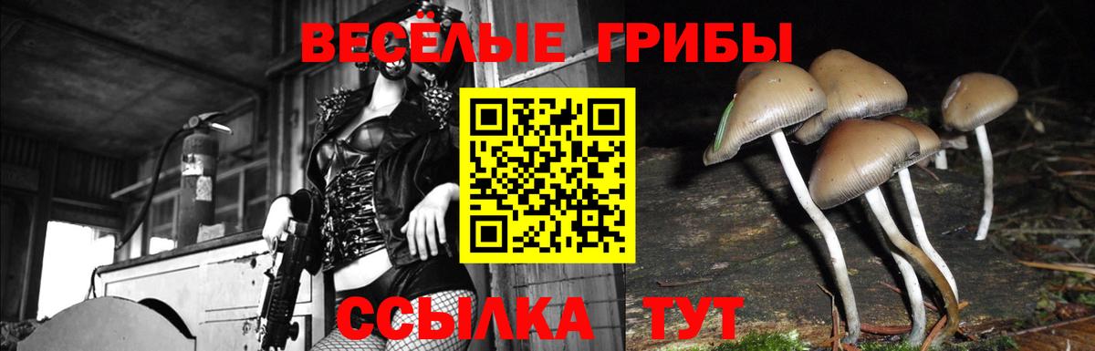 Галлюциногенные грибы Cubensis Кунгур
